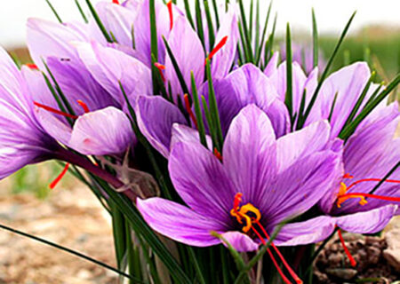 گره زدن زعفران با منافع فردی و تبلیغی توجیه ندارد
