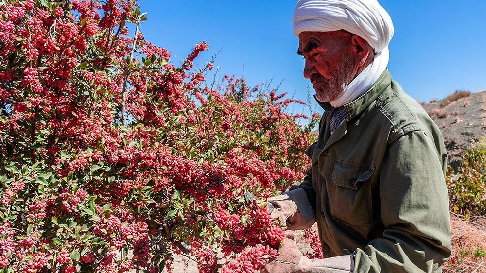 دولت با اتخاذ تدابیر حمایتی به داد زرشک کاران خراسان جنوبی برسد